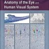 Anatomy of the Eye and Human Visual System