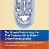 The Human Brain during the First Trimester 40- to 42-mm Crown-Rump Lengths: Atlas of Human Central Nervous System Development, Volume 6 (EPUB)