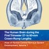 The Human Brain During The First Trimester 3.5- To 4.5-Mm Crown-Rump Lengths: Atlas Of Human Central Nervous System Development, Volume 1 (EPUB)