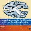 The Human Brain During The Second Trimester 96– To 150–Mm Crown-Rump Lengths: Atlas Of Human Central Nervous System Development, Volume 8 (EPUB)