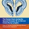 The Human Brain During The First Trimester 57- To 60-Mm Crown-Rump Lengths: Atlas Of Human Central Nervous System Development, Volume 7 (EPUB)