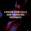 Cancer Stem Cells And Signaling Pathways (PDF)