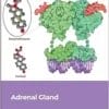 Adrenal Gland (Volume 124) (Vitamins And Hormones, Volume 124) (EPUB)